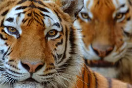 Hai cá thể hổ Amur. (Nguồn: World Wildlife Fund)