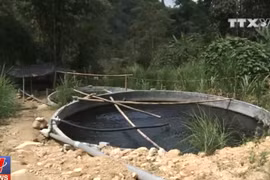 Cá hồi chết bất thường ở Sa Pa là do nguồn nước bị đầu độc?