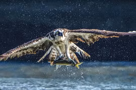 Chú cá không có cơ hội thoát thân khi nằm trong móng vuốt của chú chim ưng. (Nguồn: Solent News)