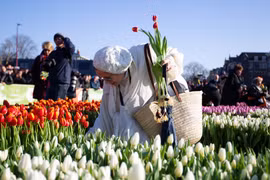 Ngày 21/1, Hiệp hội Quảng bá hoa Tulip Hà Lan (TPN) đã tổ chức Ngày hoa Tulip quốc gia lần thứ 10, theo truyền thống được tổ chức vào ngày thứ Bảy thứ 3 của năm. (Ảnh: THX/TTXVN)