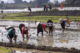 Bà con người dân tộc Mường thực hiện nghi lễ xuống đồng để mở đầu cho một năm mới làm ăn phát đạt, mùa màng bội thu. (Ảnh: Trọng Đạt/TTXVN)