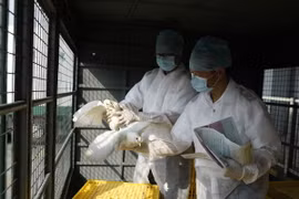 Hong Kong phát hiện trường hợp nhiễm cúm gia cầm H7N9 đầu tiên