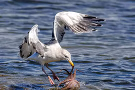 Khi thấy con bạch tuộc, chú mòng biển lao xuống nhanh như cắt. (Nguồn: Solent News)