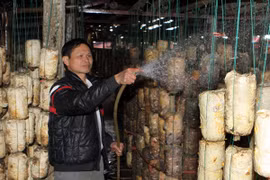 Ảnh minh họa. (Nguồn: TTXVN)