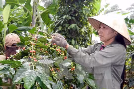 Các ngân hàng sẵn sàng đáp ứng nhu cầu vốn phát triển Tây Nguyên 