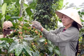 IFC và Mondelēz International hỗ trợ nông dân trồng càphê
