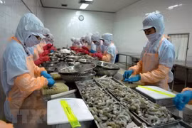 Chế biến tôm đông lạnh xuất khẩu. (Ảnh: Danh Lam/TTXVN)