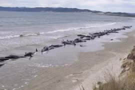 Cá voi và cá heo mắc cạn chết hàng loạt tại bờ biển New Zealand. (Nguồn: laprensalatina.com)