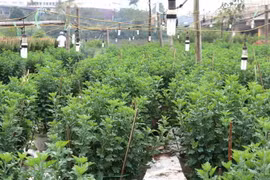 Vườn hoa ở làng An Lạc được mắc đèn điện để hỗ trợ hoa phát triển. (Ảnh: Nguyên Lý/TTXVN)
