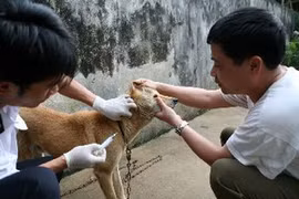 Tiêm vắcxin bệnh dại cho chó. (Ảnh: Xuân Trường/TTXVN)