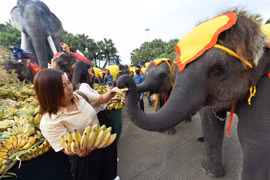 Voi thưởng thức hoa quả trong hoạt động kỷ niệm Ngày Voi quốc gia ở Pattaya, Thái Lan. (Ảnh: THX/TTXVN)