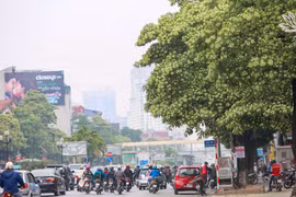 Giữa tiết trời se se lạnh cuối thu, Thủ đô trở nên dịu dàng, lãng mạn với hương hoa sữa thoảng bay trong gió, lan tỏa vào tiềm thức mỗi người. (Ảnh: Vietnam+)