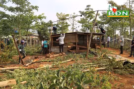 Sau khi cưỡng chế, đất rừng sẽ được giao về cho Công ty TNHH một thành viên Lâm nghiệp Quảng Sơn để trồng lại rừng. (Nguồn: Báo Đắk Nông)