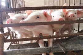 Chăn nuôi lợn. (Nguồn: TTXVN)