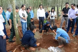 Khu vực lô cao su tìm thấy nhiều hài cốt liệt sỹ. (Ảnh: K GỬIH/TTXVN)