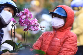 Hoa lan hồ điệp được nhiều người quan tâm, tìm chọn mua. (Ảnh: Hoàng Hiếu/TTXVN)