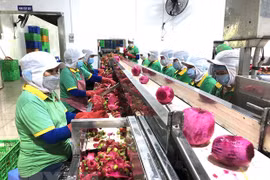 Chế biến thanh long xuất khẩu. (Ảnh minh họa. Nguồn: TTXVN)
