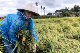 Nông dân dựng lúa, bó thành chùm để khỏi nảy mầm trên bông lúa. (Ảnh: Lê Ngọc Phước/TTXVN)