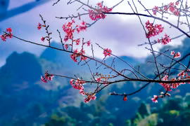Trong tâm thức cộng đồng dân tộc Mông Tây Bắc, hoa Tớ Dày nở là tín hiệu báo mùa mùa Xuân đã về. (Ảnh: Xuân Tư/TTXVN)