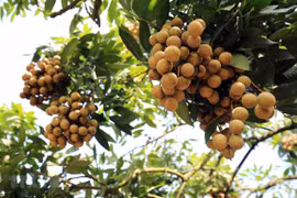 Nhãn lồng Hưng Yên. Ảnh: Phạm Kiên - TTXVN