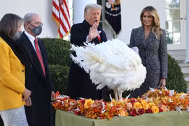 Ông Trump tổ chức lễ xá tội gà tây khi quá trình chuyển giao bắt đầu
