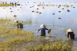 (Ảnh minh họa. Duy Khương/TTXVN)