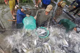 Tỉnh An Giang còn nhiều tiềm năng, lợi thế phát triển kinh tế