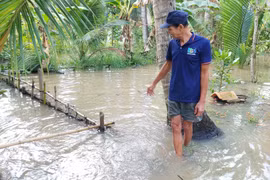 Cảnh báo vùng Đồng bằng sông Cửu Long ứng phó với triều cường