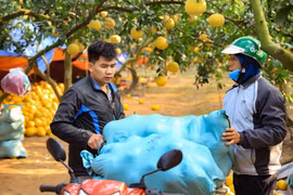 Người dân tất bật thu hoạch giống bưởi đặc sản phục vụ Tết Quý Mão