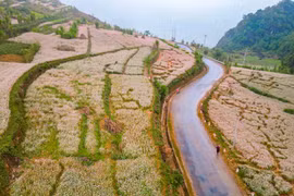 Chiêm ngưỡng vẻ đẹp mùa hoa tam giác mạch trên cao nguyên đá Hà Giang