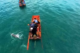 Ngư dân dùng thuyền đưa cá heo ra vùng nước sâu hơn. (Ảnh: TTXVN phát)