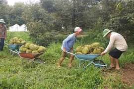 Thu hoạch sầu riêng. (Ảnh: Ngọc Thiện/TTXVN)