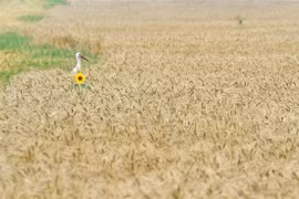 Một cánh đồng lúa mỳ ở làng Mala Dyvitsya, Ukraine. (Ảnh: AFP/TTXVN)