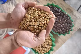 Sản phẩm càphê của gia đình anh Hoàng Châu Việt Vũ, tại thôn 4, xã Nhân Cơ, huyện Đắk R’lấp (Đắk Nông) đạt danh hiệu Càphê đặc sản Việt Nam, với giá bán 125.000 đồng/kg, cao hơn thị trường từ 2-3 lần. (Ảnh: Nguyên Dung/TTXVN) 