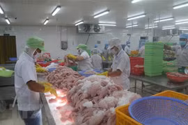 Chế biến cá da trơn xuất khẩu tại Tiền Giang. (Ảnh: Minh Trí/TTXVN) 