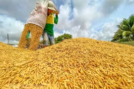 Nông dân Cần Thơ thu hoạch lúa. (Ảnh: Thanh Liêm/TTXVN)