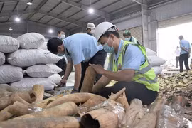 Lực lượng chức năng kiểm tra, xử lý lô hàng nghi là ngà voi và vảy tê tê. (Ảnh: TTXVN phát)