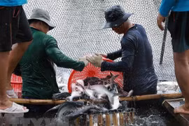 Thu hoạch cá tra cung cấp cho nhà máy chế biến phục vụ xuất khẩu tại hộ nông dân nuôi liên kết với doanh nghiệp ở xã Bình Hoà, huyện Châu Thành (An Giang). (Ảnh: Vũ Sinh/TTXVN( 