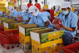 Sơ chế thanh long tại Công ty TNHH sản xuất chế biến nông sản Cát Tường. (Ảnh: Minh Trí/TTXVN) 