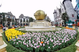 Khu vực công viên tại Sun World Ba Na Hills với các tiểu cảnh hoa Tulip rực rỡ khoe sắc chuẩn bị cho ngày đón khách trở lại. (Ảnh: Trần Lê Lâm/TTXVN)