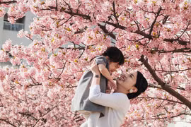 Những cánh hồng mỏng manh của hoa anh đào đua nhau nở rộ, tạo ra một khung cảnh đẹp như tranh vẽ. (Ảnh: THX/TTXVN) 