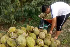 Thu hoạch sầu riêng. (Ảnh: Nguyễn Dũng/TTXVN)