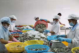 Công nhân sơ chế tôm xuất khẩu. (Ảnh: Tuấn Kiệt/TTXVN)