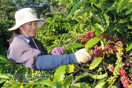Thu hoạch càphê ở tỉnh Đắk Lắk. (Ảnh: Phạm Cường/TTXVN) 