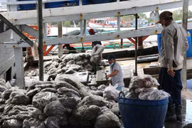 Vận chuyển sản phẩm khai thác thủy sản tại các vựa cá ở thị trấn Gành Hào, huyện Đông Hải (Bạc Liêu). (Ảnh: Tuấn Kiệt/TTXVN) 