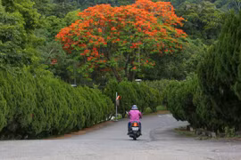 Dongshi Forest Park hay còn gọi là lâm trường Đông Thế là một trong những vườn sinh thái rừng đẹp nhất của Đài Loan. (Ảnh: Minh Sơn/Vietnam+)