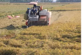 Nông dân tỉnh Bạc Liêu thu hoạch lúa Thu Đông. (Ảnh: Huỳnh Sử/TTXVN)