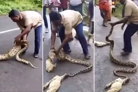 Hai trăn bị ép nôn ra hai chú dê. (Nguồn: Daily Mail)