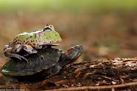 Con ếch tỏ ra vô cùng thỏa mãn. (Nguồn: Solent News)