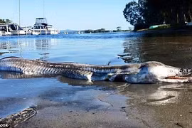 Sinh vật biển được tìm thấy ở hồ Macquarie. (Nguồn: Daily Mail)